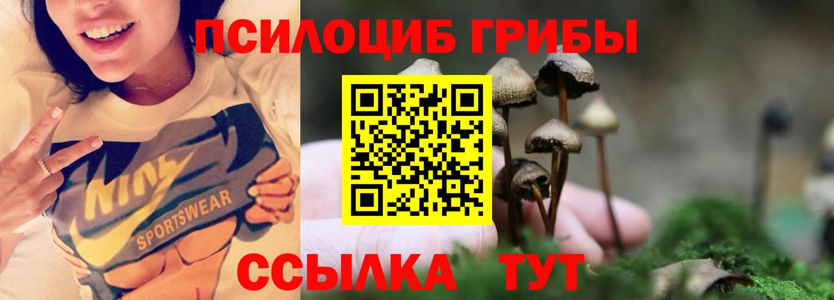 Галлюциногенные грибы Psilocybe Карпинск